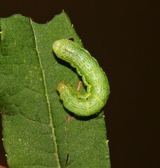 Chrysodeixis includens
