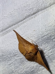 Aglaopus