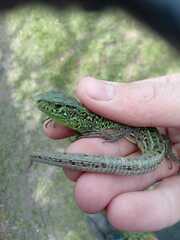 Lacerta agilis exigua