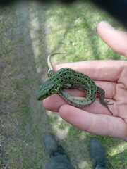 Lacerta agilis exigua