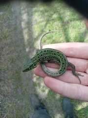 Lacerta agilis exigua