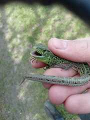 Lacerta agilis exigua
