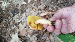 Boletus miniatopallescens