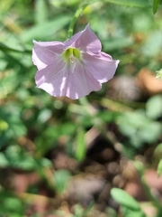 Convolvulus angustissimus