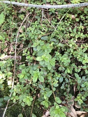 Rhododendron nakaharae
