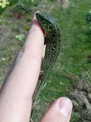 Lacerta agilis exigua