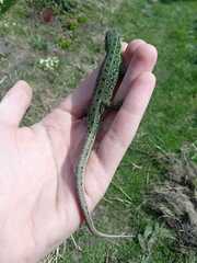 Lacerta agilis exigua