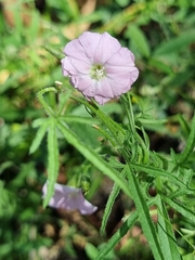 Convolvulus angustissimus