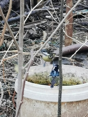 Periparus venustulus