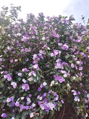 Brunfelsia pauciflora