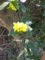 Jasminum mesnyi