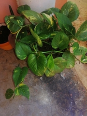 Epipremnum