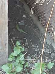 Lacerta agilis exigua