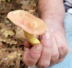 Boletus miniatopallescens