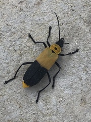 Chauliognathus heros