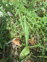 Convolvulus angustissimus