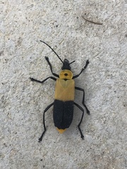 Chauliognathus heros