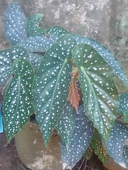 Begonia maculata