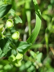 Scutellaria humilis