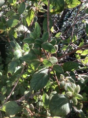 Rhododendron oldhamii
