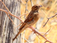Emberiza impetuani