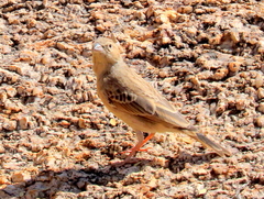 Emberiza impetuani