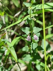 Scutellaria humilis