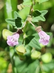 Scutellaria humilis