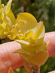 Thesium euphorbioides