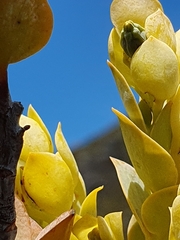 Thesium euphorbioides