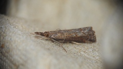 Neodactria luteolellus