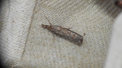 Neodactria luteolellus