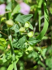 Scutellaria humilis