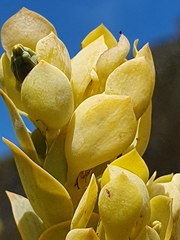 Thesium euphorbioides