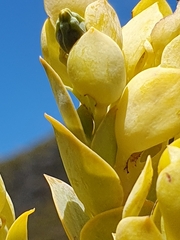 Thesium euphorbioides