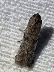 Cryptoblabes hemigypsa