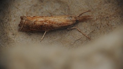 Neodactria luteolellus