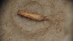 Neodactria luteolellus
