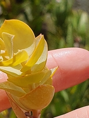 Thesium euphorbioides