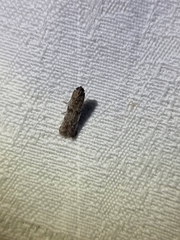 Cryptoblabes hemigypsa