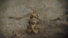 Aethes argentilimitana