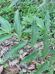 Costus arabicus