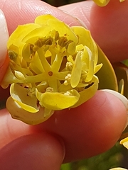 Thesium euphorbioides