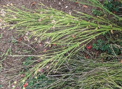 Russelia equisetiformis