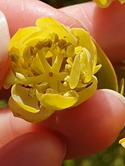 Thesium euphorbioides