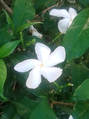 Mandevilla laxa