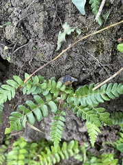 Blechnum hastatum
