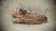 Euzophera semifuneralis