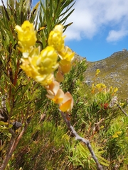 Thesium euphorbioides