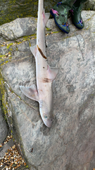 Mustelus